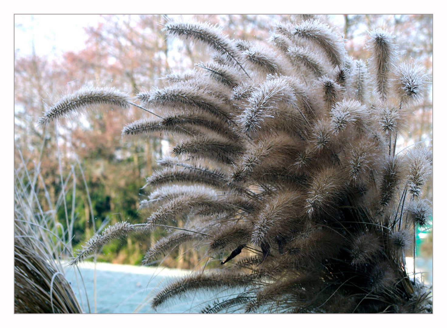 Lampenputzergras im Winter