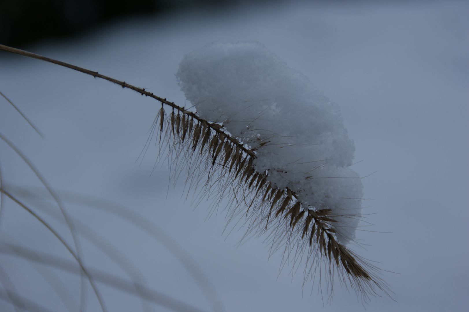 Lampenputzergras im Winterkleid