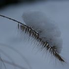 Lampenputzergras im Winterkleid