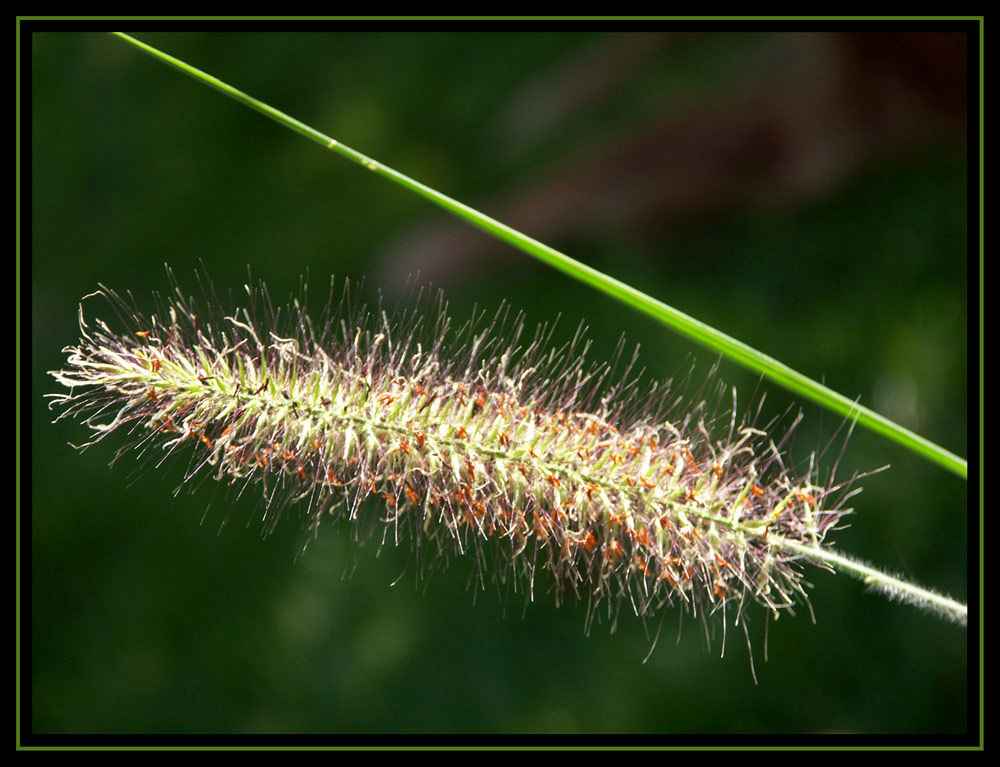 Lampenputzergras (Penniseteum alop. Hameln)