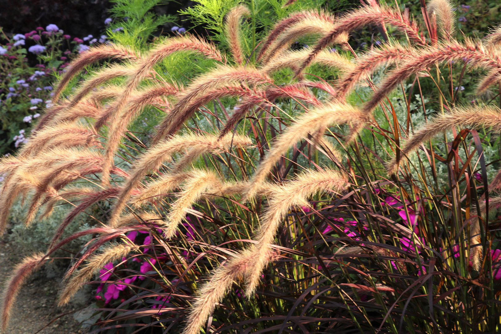 Lampenputzergras   (Pennisetum)