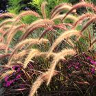 Lampenputzergras   (Pennisetum)