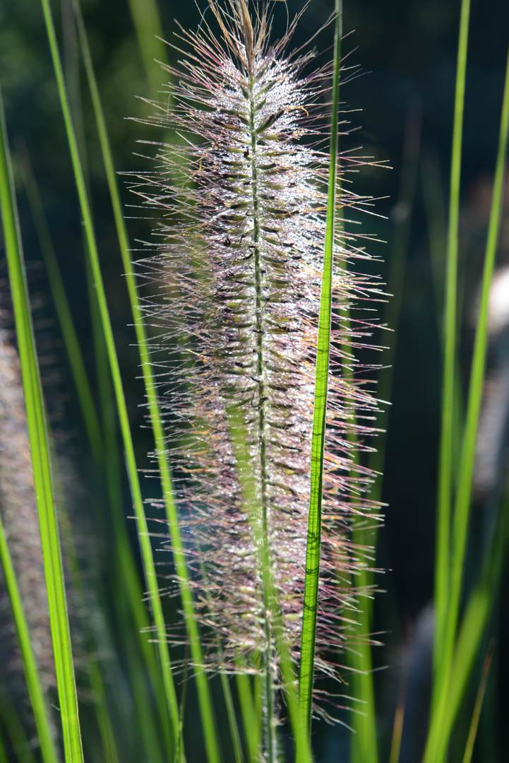 Lampenputzergras (Pennisetum alopecuroides)