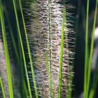 Lampenputzergras (Pennisetum alopecuroides)