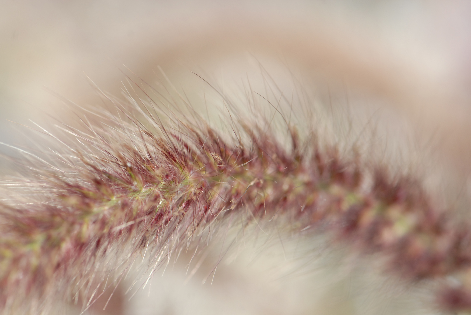 Lampenputzergras (Pennisetum setaceum) ?