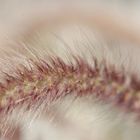 Lampenputzergras (Pennisetum setaceum) ?