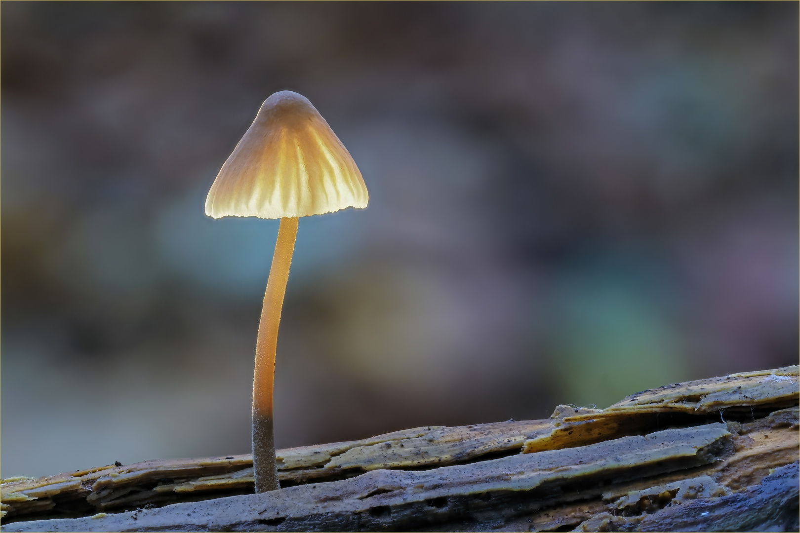 Lampenschirm Foto & Bild pflanzen, pilze & flechten, pilze, pilz