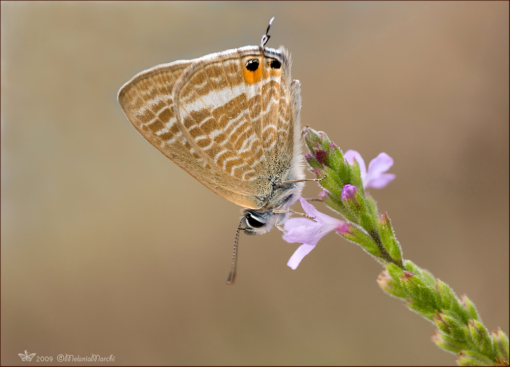 Lampides boeticus