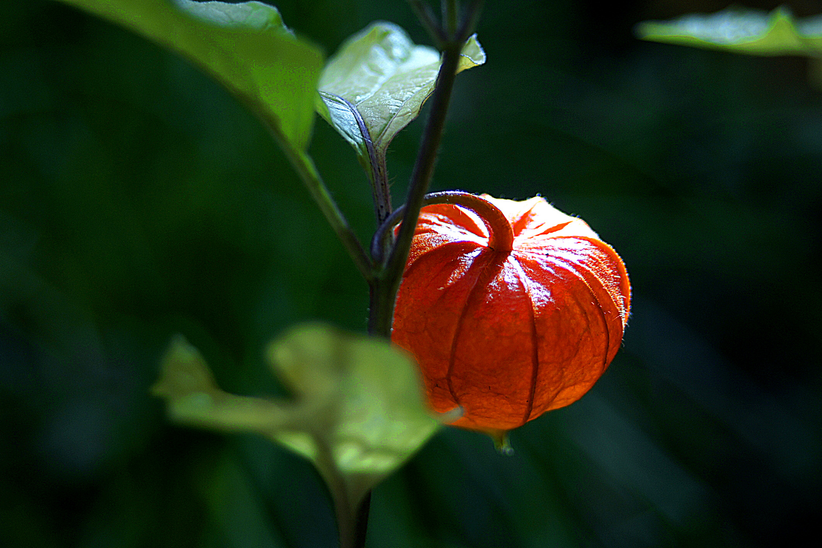 Lampignonblume