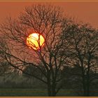 Lampion am Baum