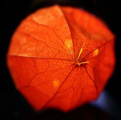 Lampion