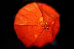 Lampion 