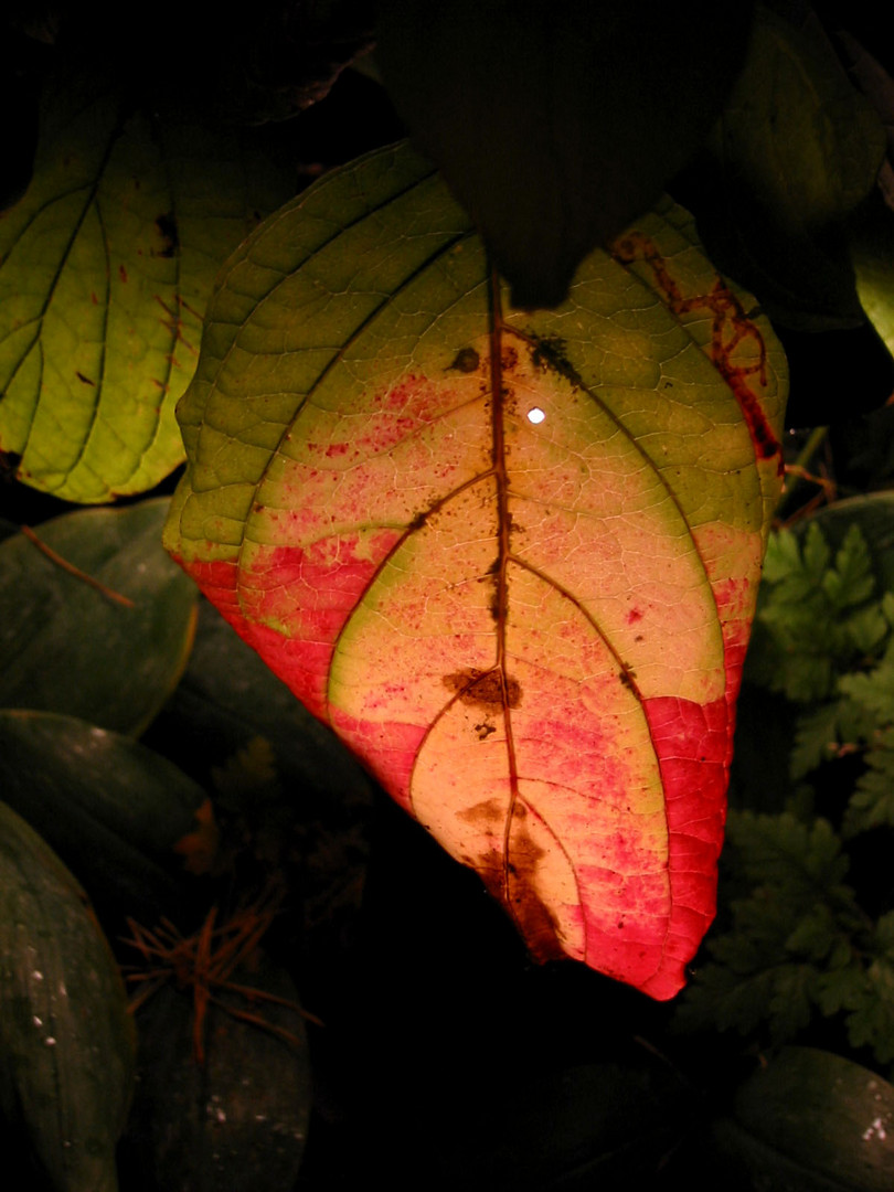 Lampion, naturgefertigt