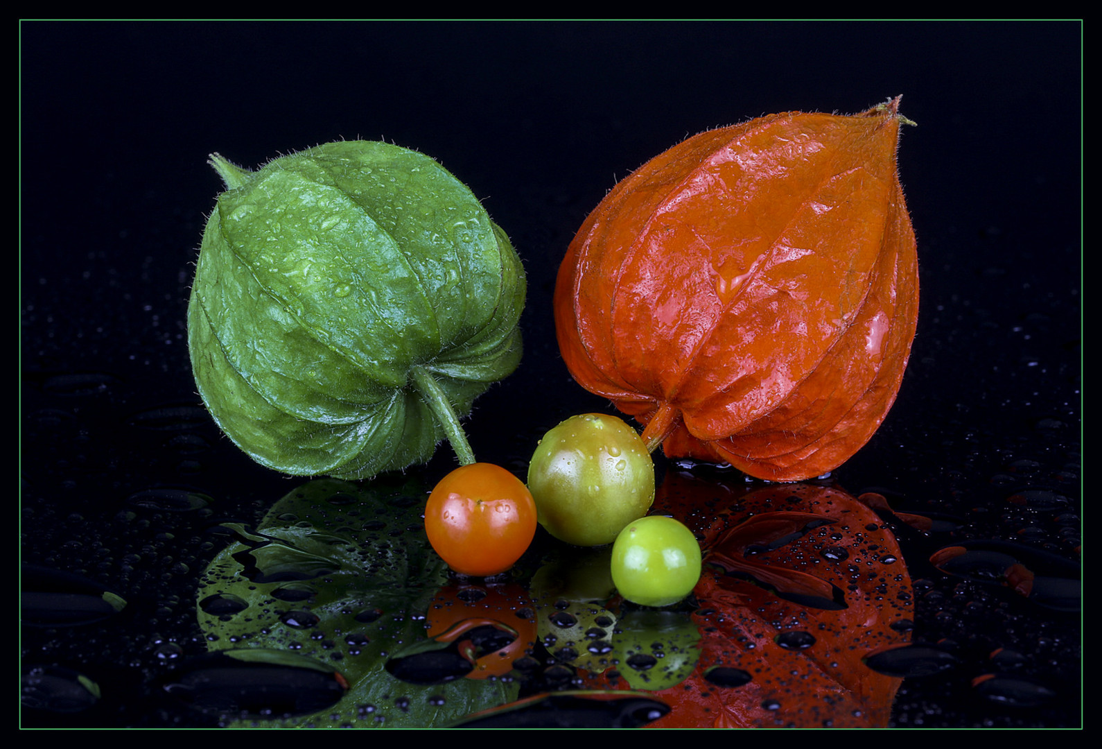 Lampion (Physalis)