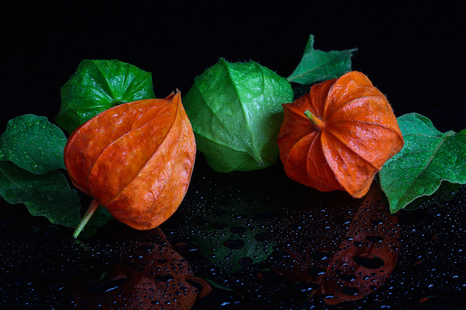 Lampion (Physalis) II