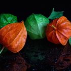 Lampion (Physalis) II