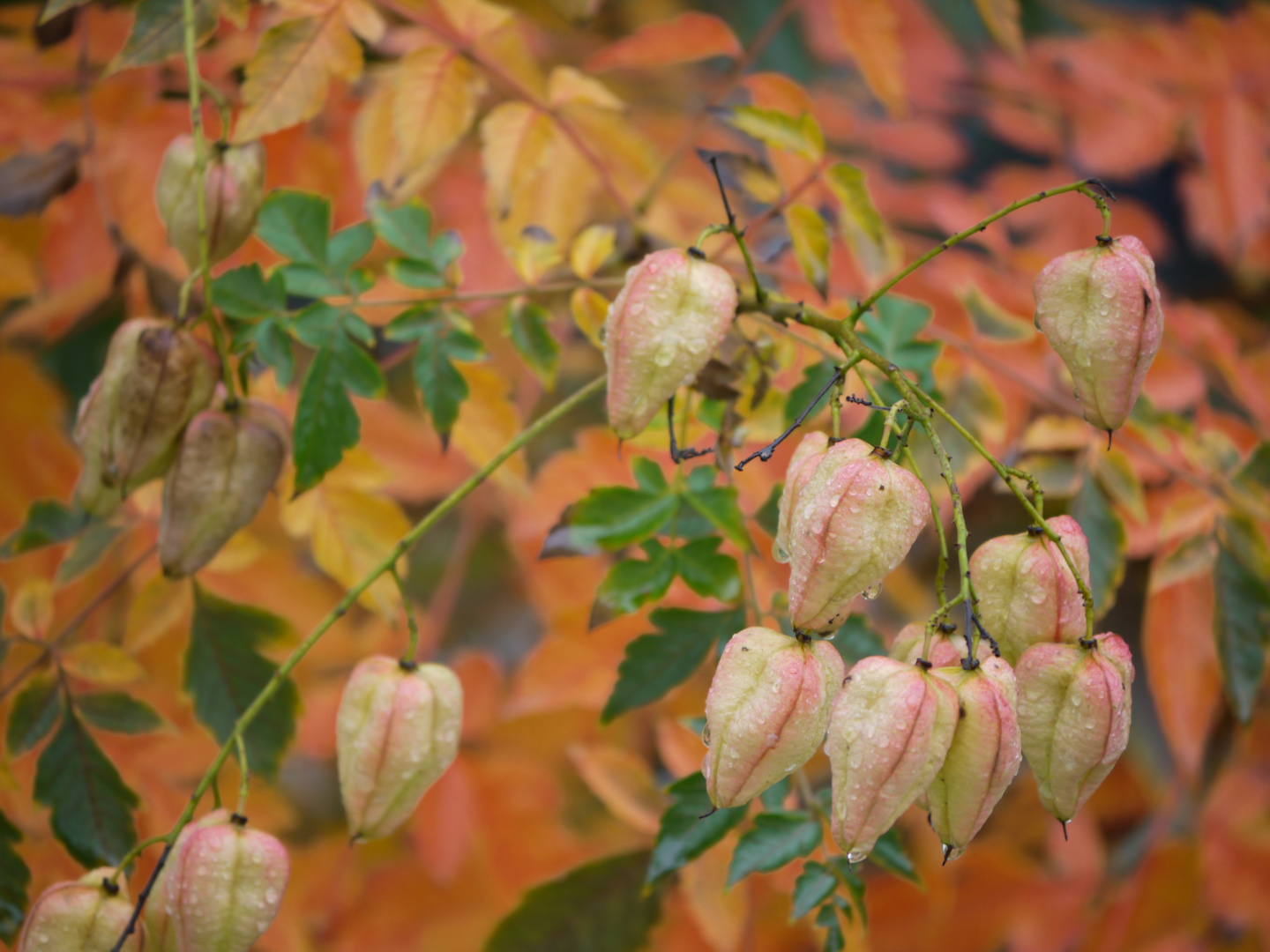 Lampionbaum Foto & Bild pflanzen, pilze & flechten, naturerlebnisse