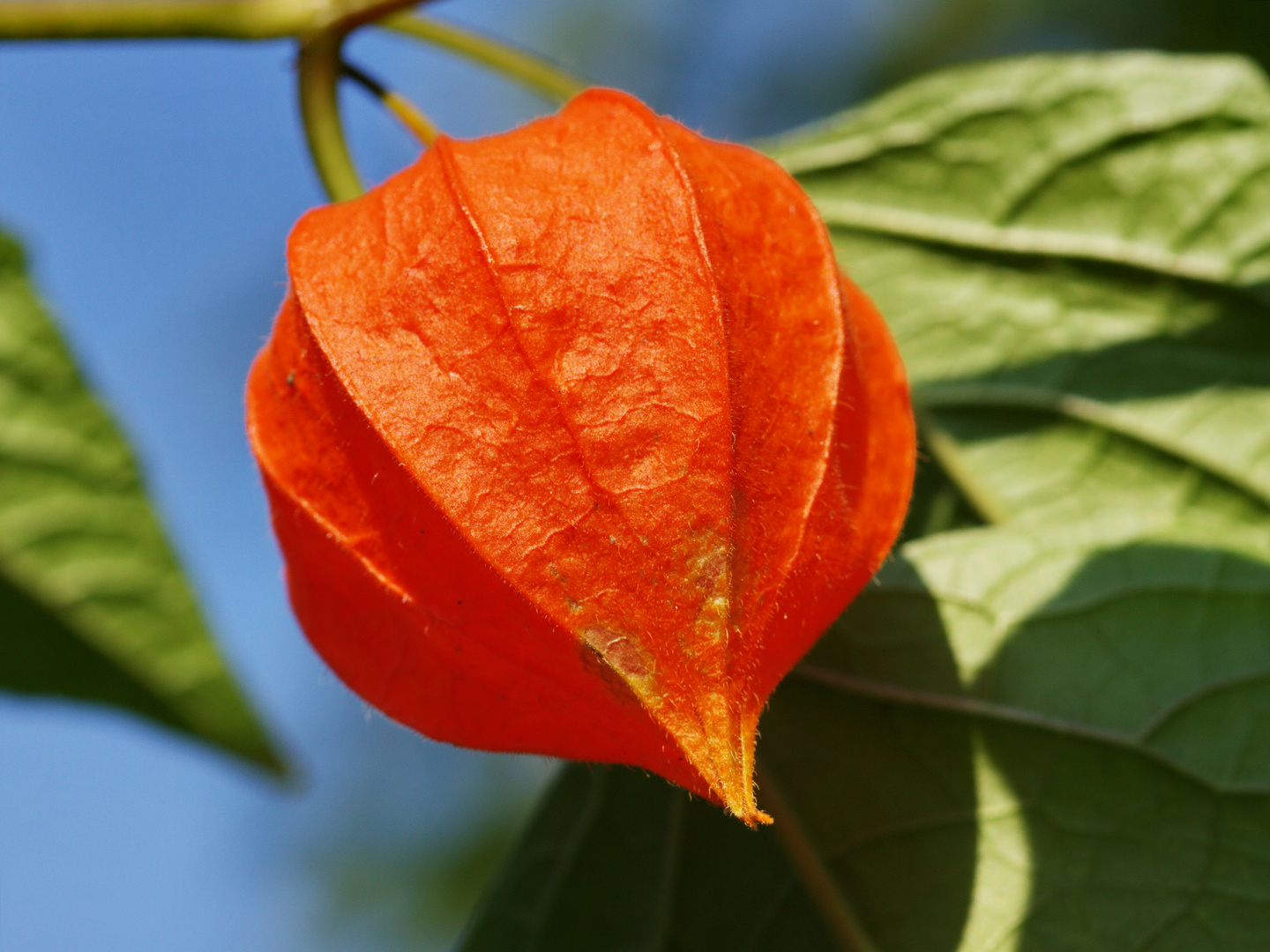 Lampionblüte