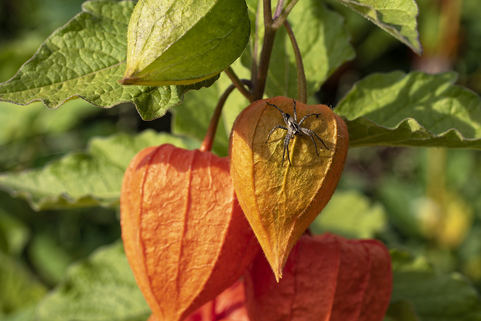 Lampionblüte