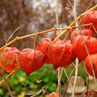 Lampionblüten verschönern den Garten auch noch im Dezember