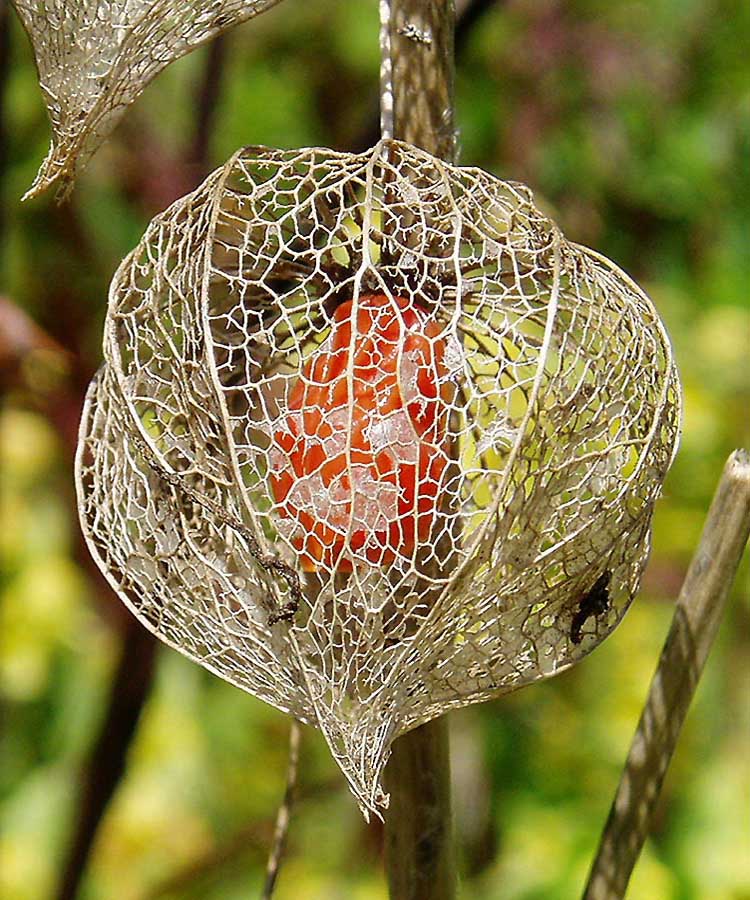 Lampionblume