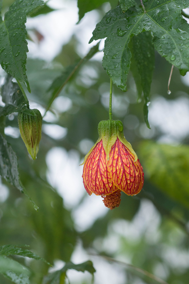 Lampionblume, Abutilon sinense, Flowering Maple