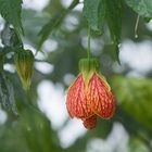 Lampionblume, Abutilon sinense, Flowering Maple