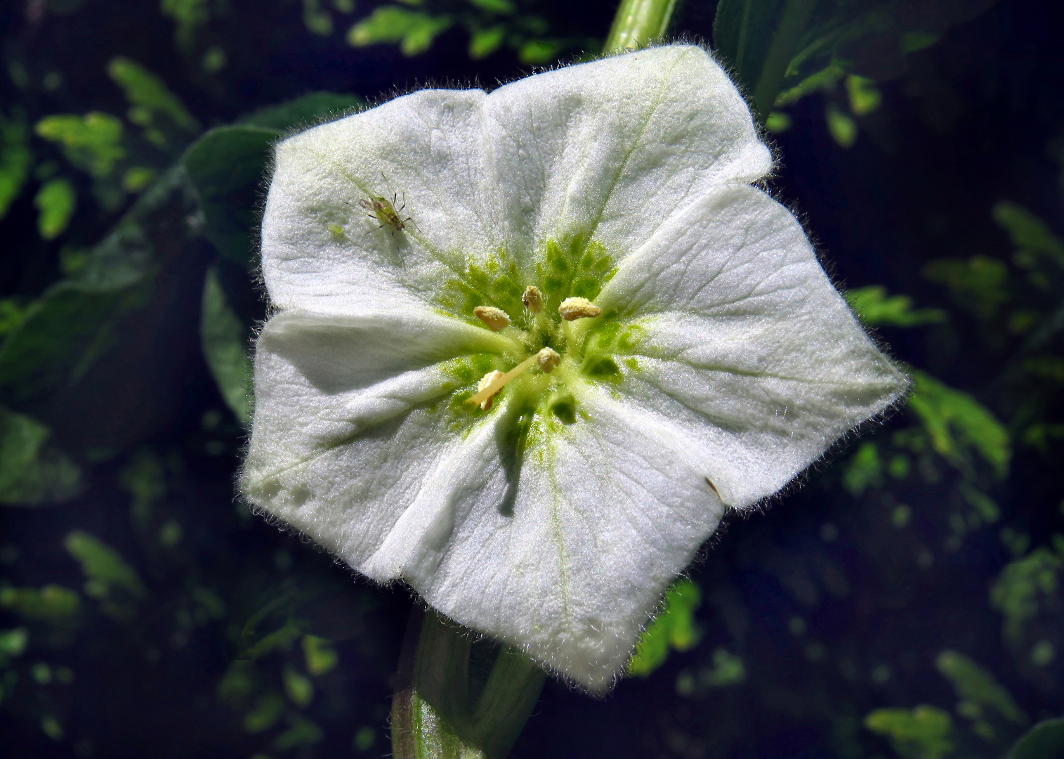 Lampionblume, Chinese lantern,  Physalis Alkekengi