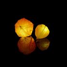 Lampionblume "Herbstleuchten"