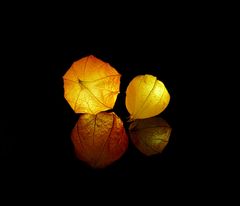 Lampionblume "Herbstleuchten"