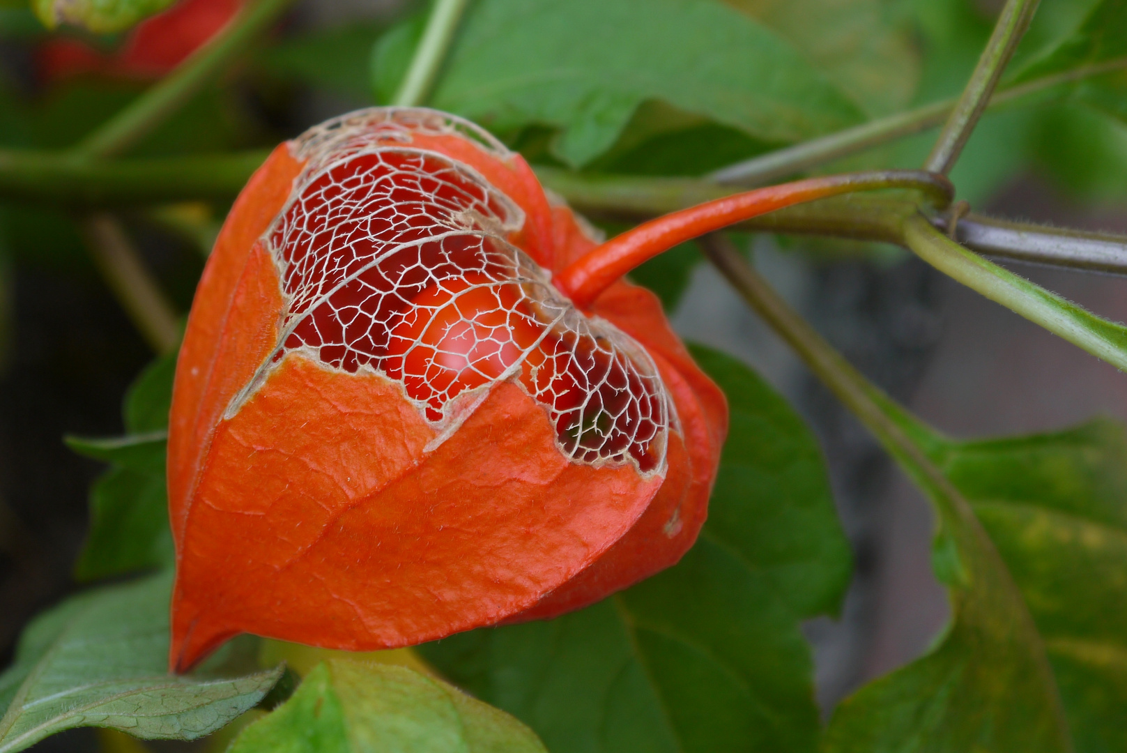 Lampionblume im eigenen Garten