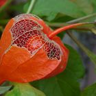 Lampionblume im eigenen Garten