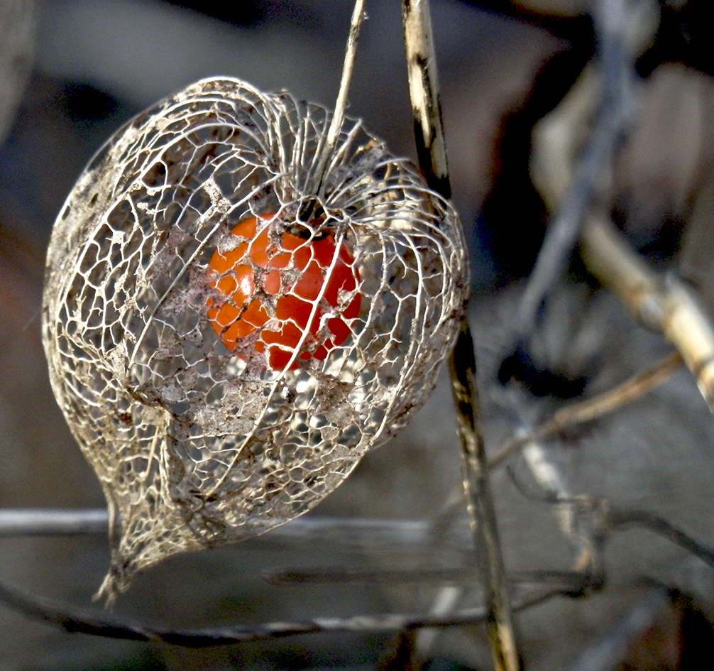 Lampionblume im Februar