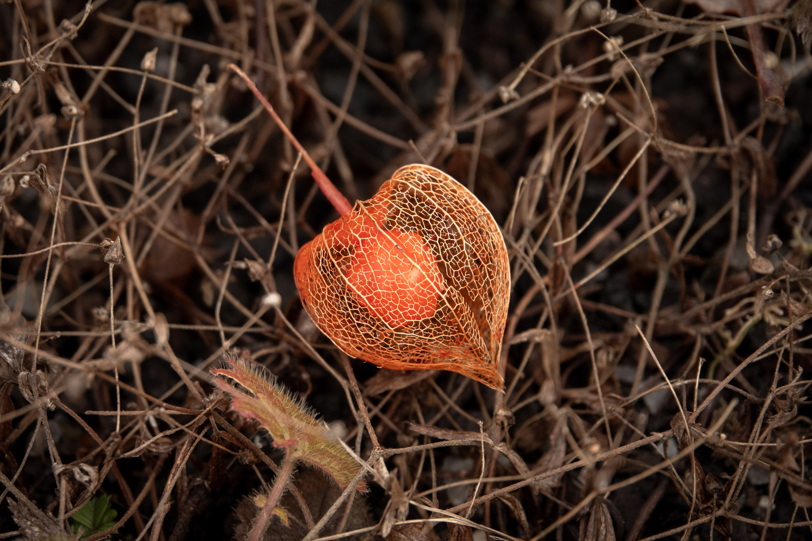 Lampionblume im Herbst 