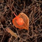 Lampionblume im Herbst 