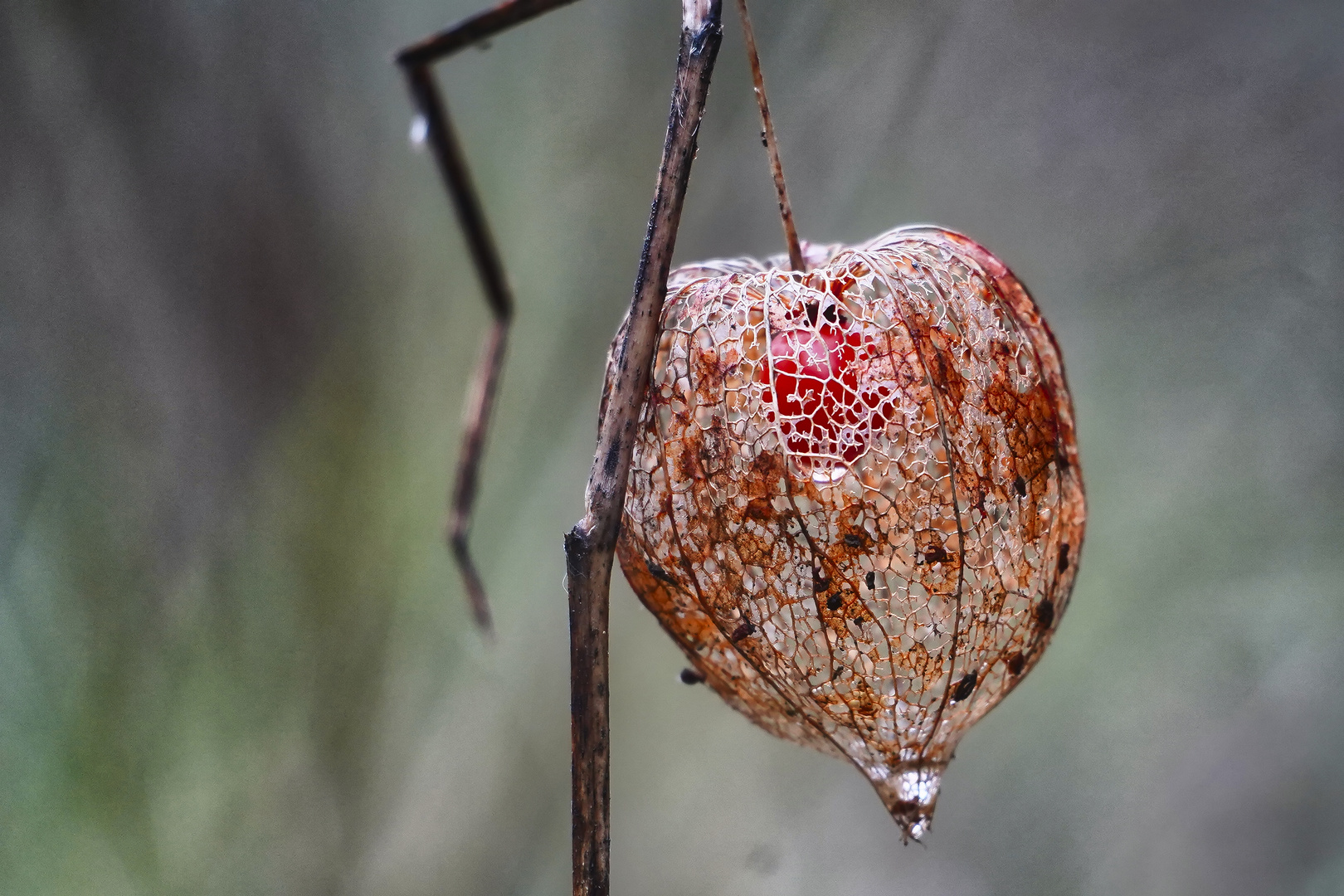 Lampionblume im Herbst