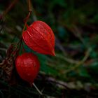 Lampionblume im Herbst