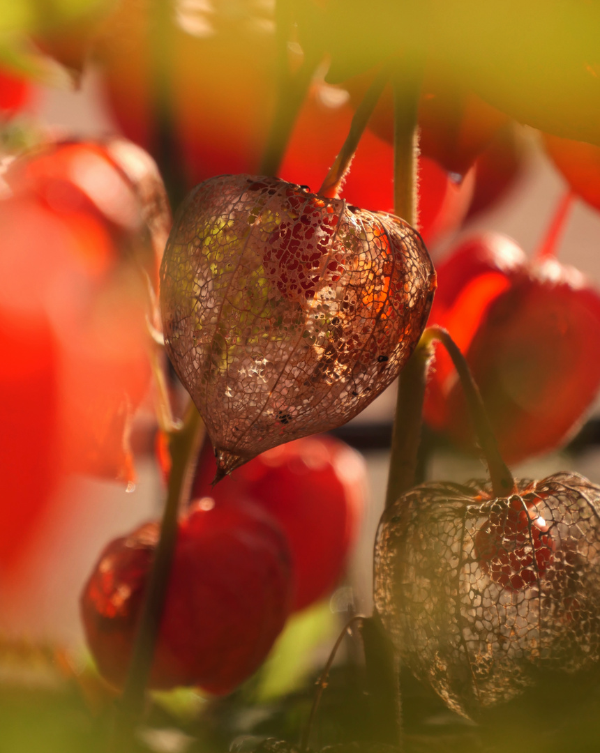 Lampionblume im Oktober