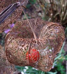 Lampionblume im Winter