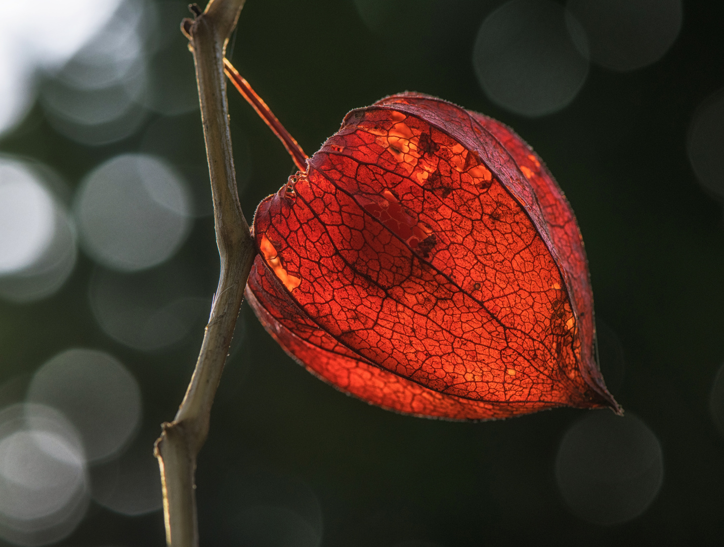 Lampionblume in der Wintersonne