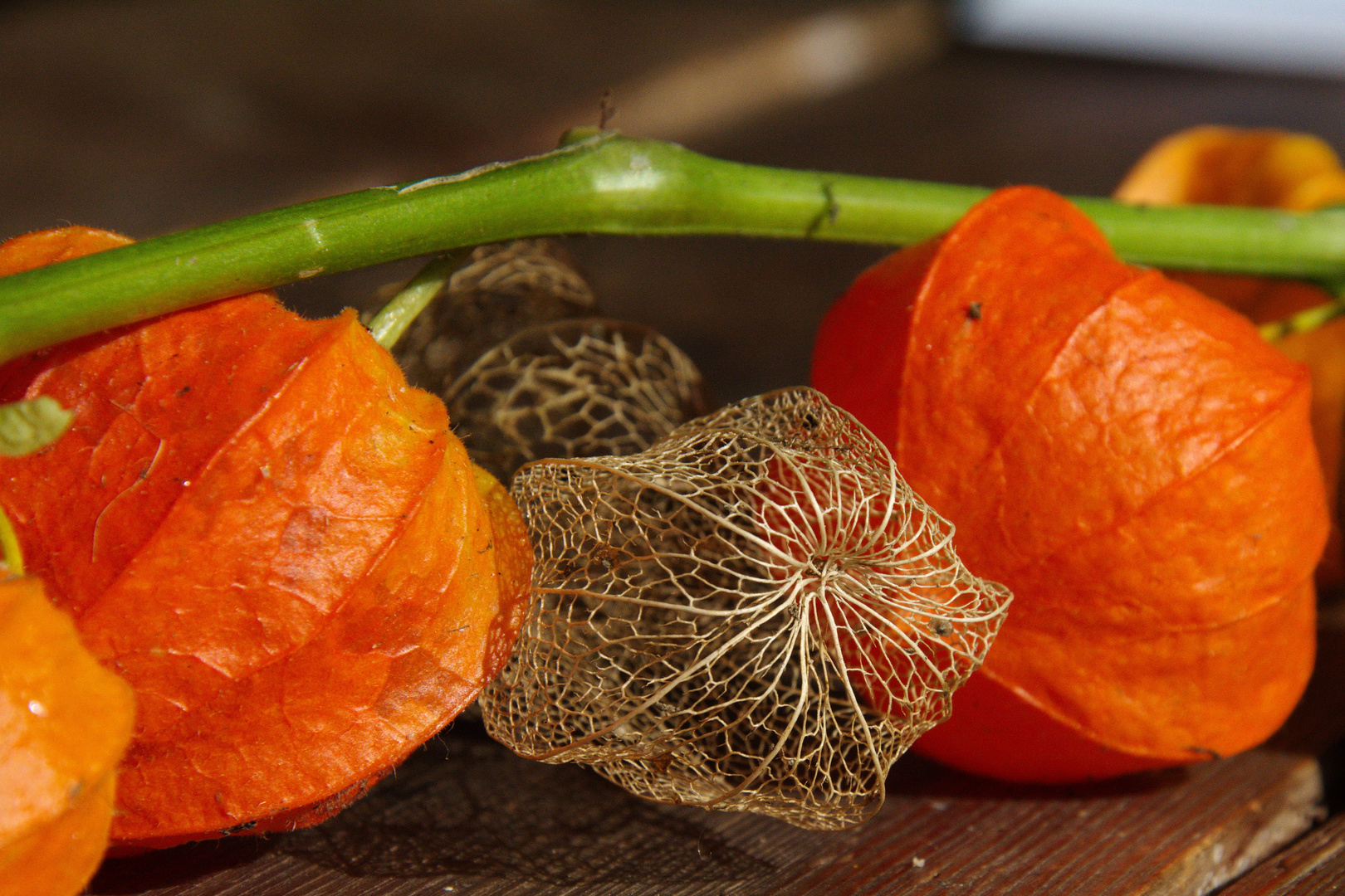 Lampionblume in Orange...