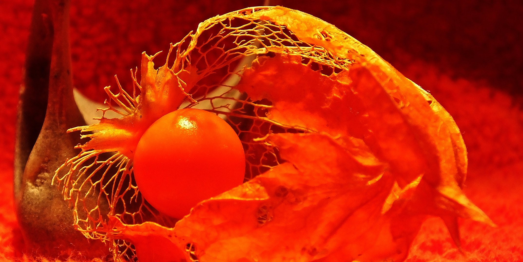 Lampionblume  -  Lantern flower (Physalis alkekengi)