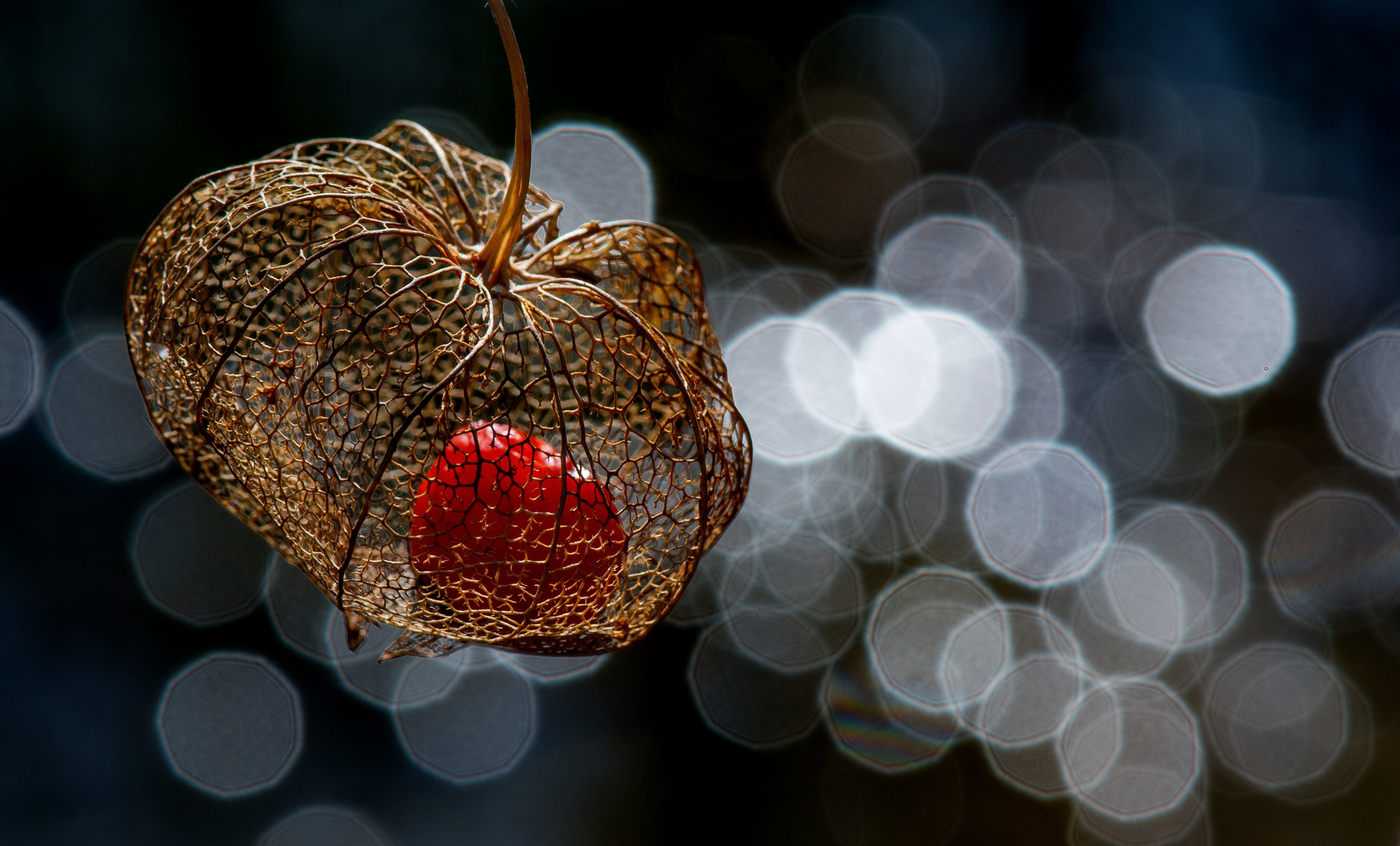 Lampionblume mit Samenkern