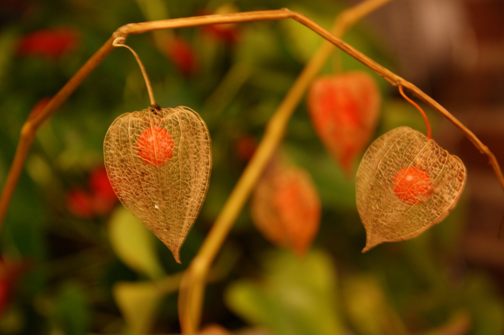 Lampionblume (Physalis)