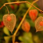 Lampionblume (Physalis)