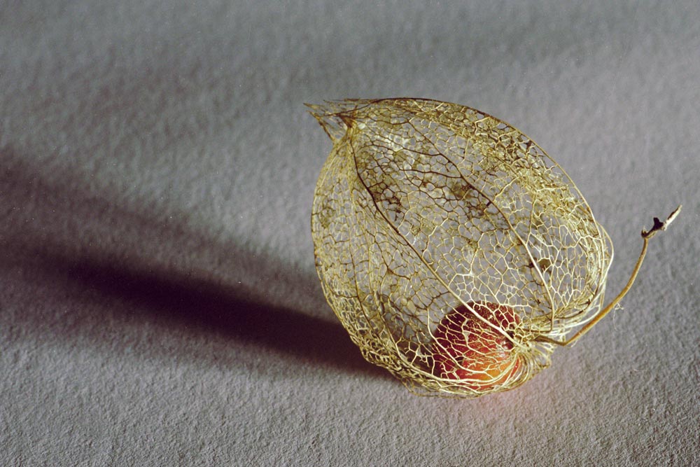 Lampionblume (Physalis)