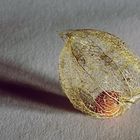 Lampionblume (Physalis)