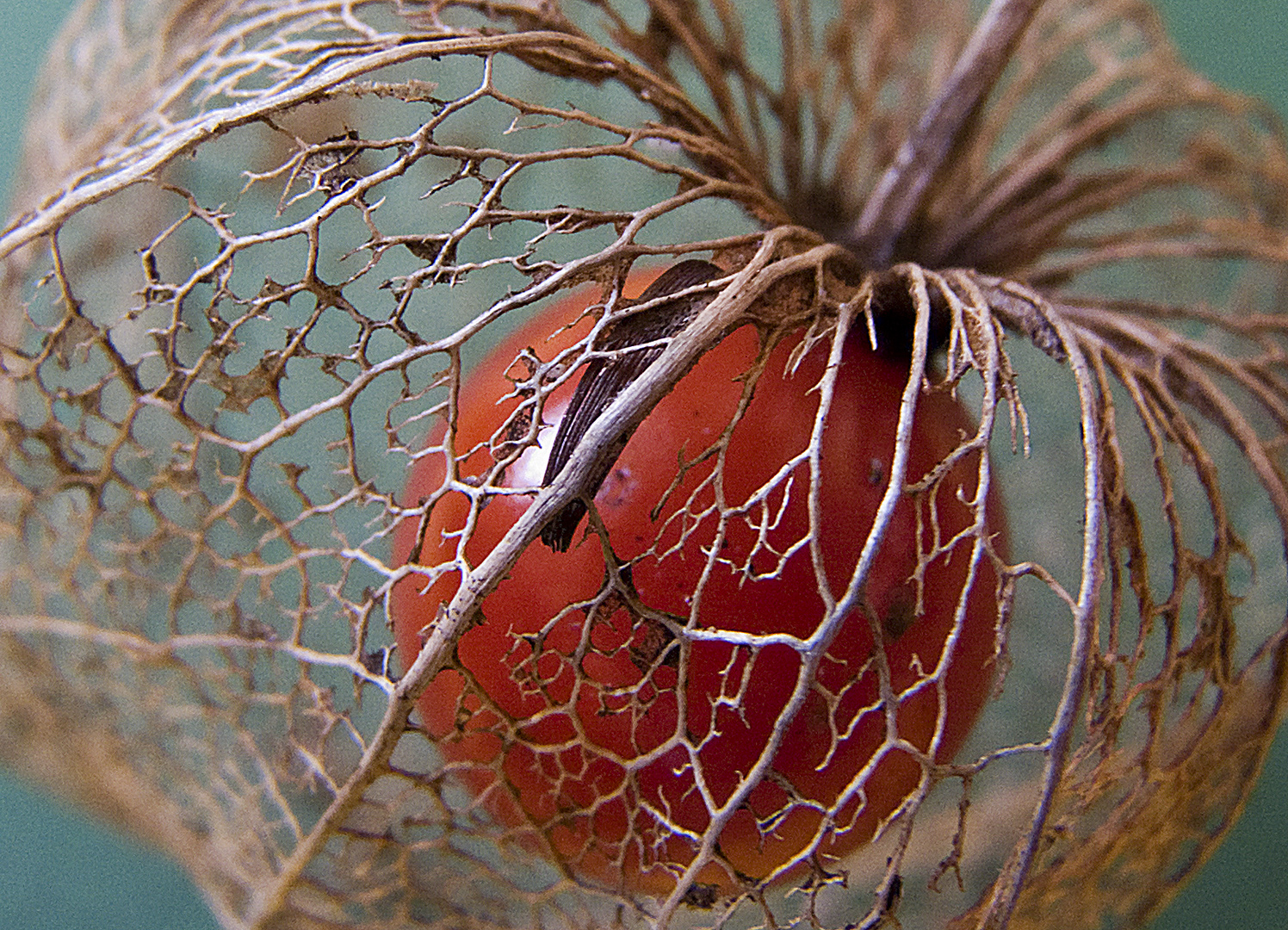 Lampionblume (Physalis)