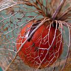 Lampionblume (Physalis)