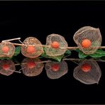 Lampionblume / Physalis